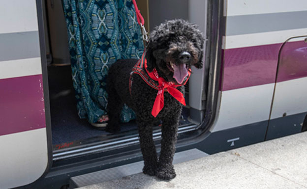Viajar en tren Renfe admiten perros hasta 40 kg.