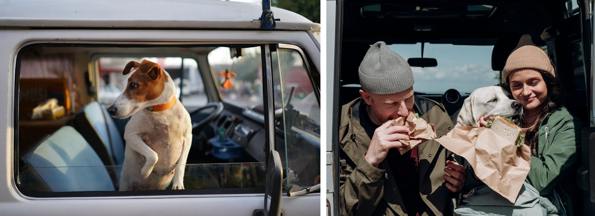 con tu perro a marruecos