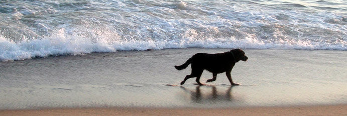 Perro que pasea por las playas de panama