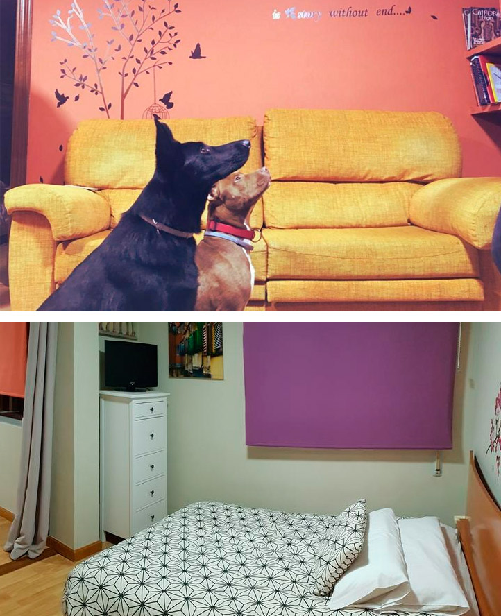 Apartamento con perro en León